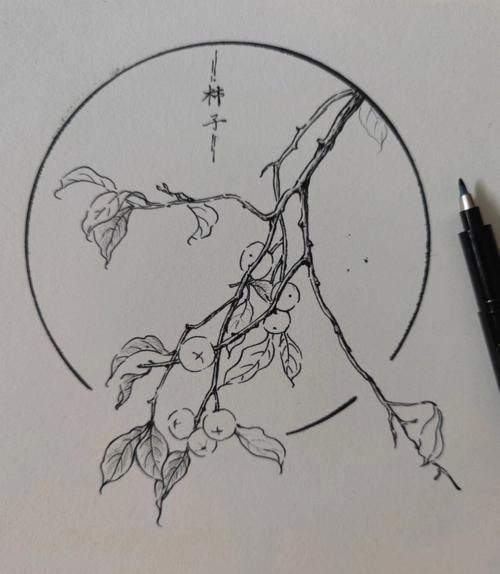 速写小柿子 柿子绘画？