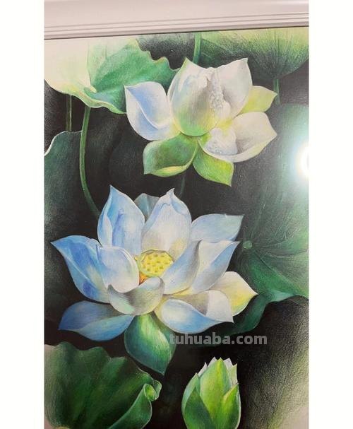 莲花怎么用彩铅画 彩铅画大荷花?