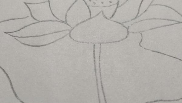 莲花怎么用彩铅画 彩铅画大荷花? 莲花怎么用彩铅画 彩铅画大荷花?