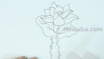 莲花怎么用彩铅画 彩铅画大荷花? 莲花怎么用彩铅画 彩铅画大荷花?