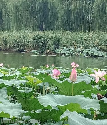 四面荷花三面柳描写的是哪里 四面荷花三面柳描写的是哪里的景色