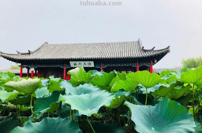 四面荷花三面柳描写的是哪里 四面荷花三面柳描写的是哪里的景色