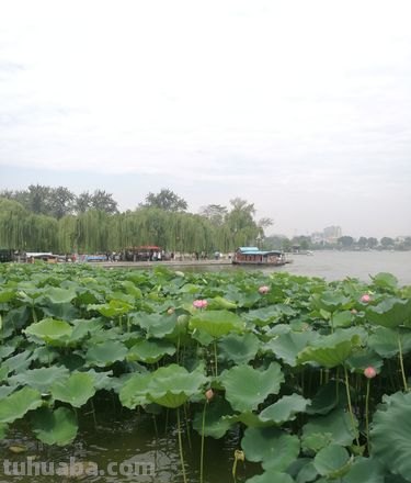 四面荷花三面柳描写的是哪里 四面荷花三面柳描写的是哪里的景色