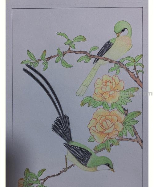 彩铅画参考作品|美丽的花鸟