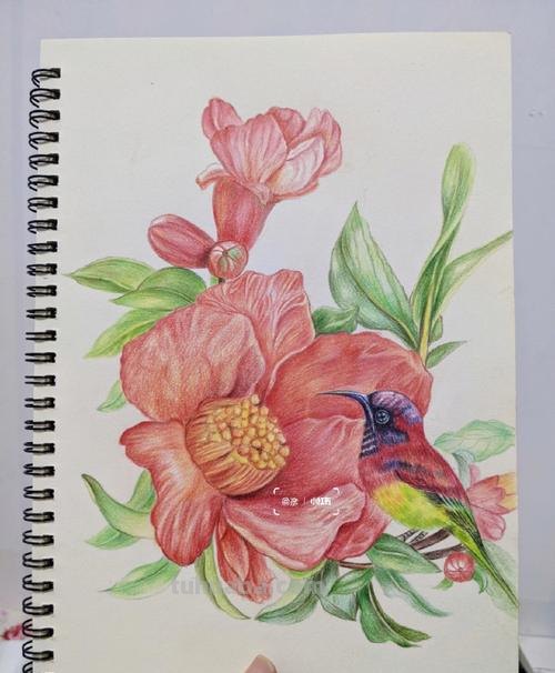 彩铅画参考作品|美丽的花鸟