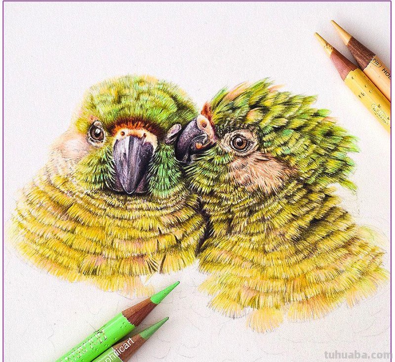 彩铅画参考作品|美丽的花鸟 彩铅画参考作品|美丽的花鸟