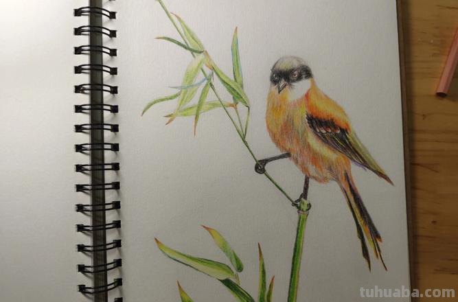 彩铅画参考作品|美丽的花鸟