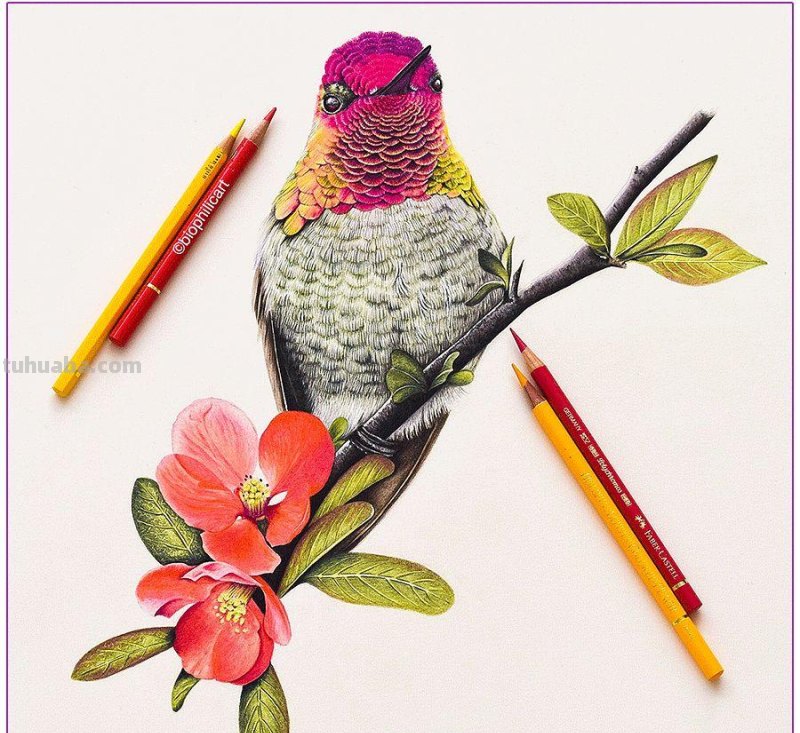 彩铅画参考作品|美丽的花鸟 彩铅画参考作品|美丽的花鸟