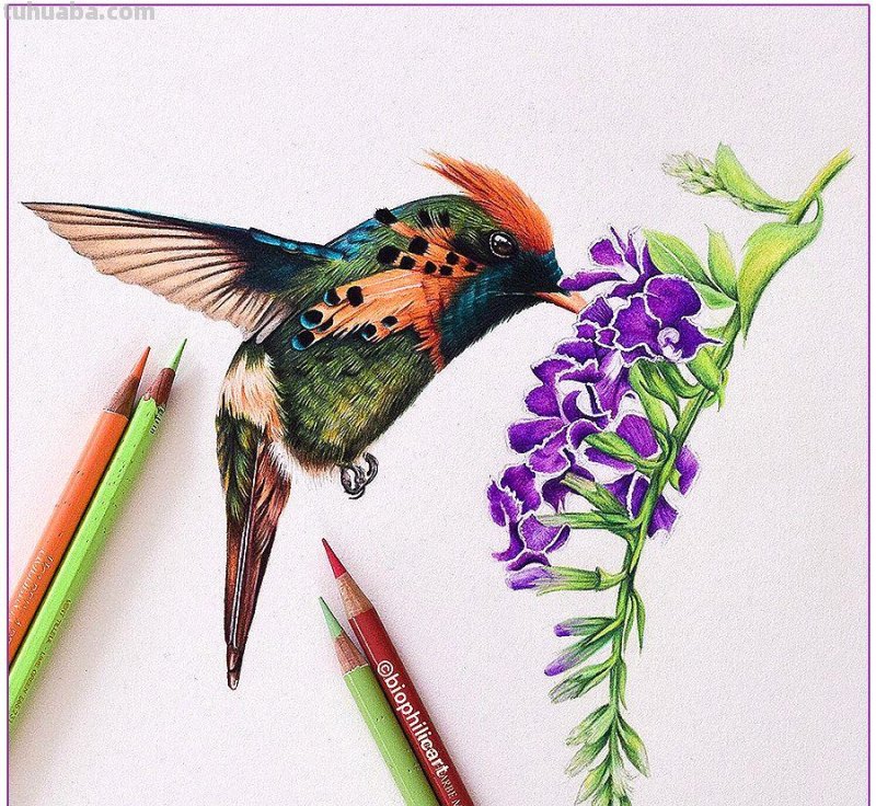 彩铅画参考作品|美丽的花鸟 彩铅画参考作品|美丽的花鸟