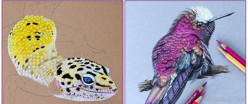 彩铅画参考作品|美丽的花鸟 彩铅画参考作品|美丽的花鸟