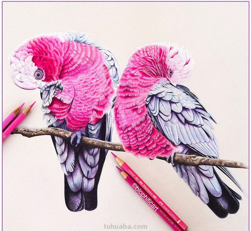 彩铅画参考作品|美丽的花鸟 彩铅画参考作品|美丽的花鸟