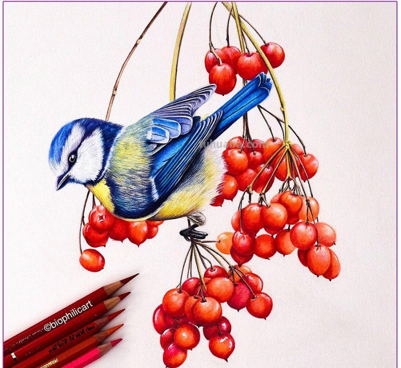 彩铅画参考作品|美丽的花鸟 彩铅画参考作品|美丽的花鸟