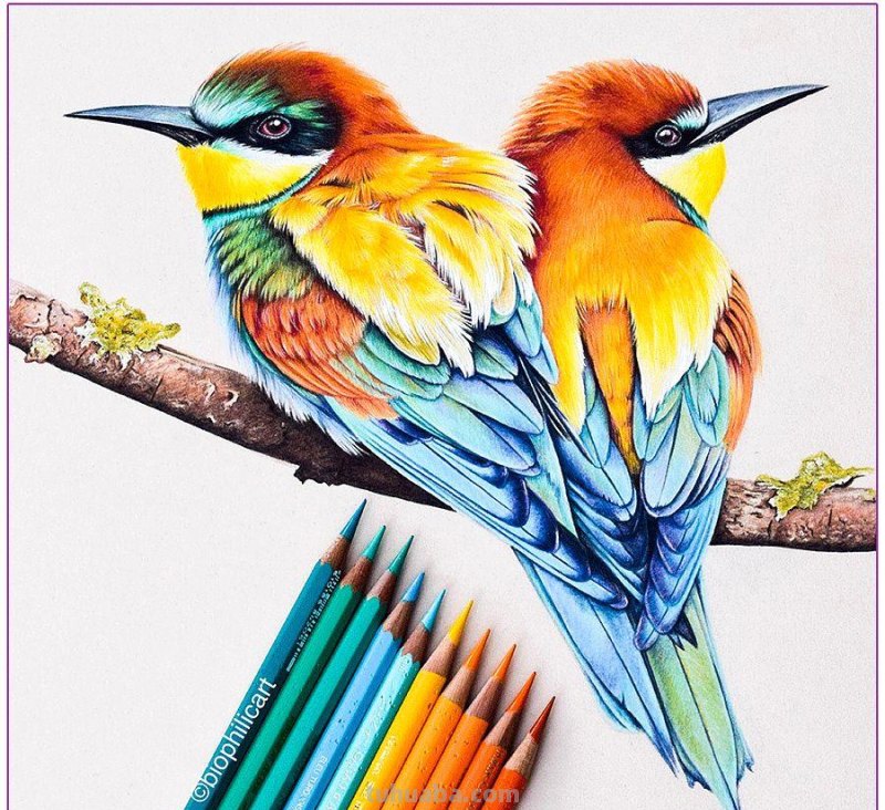 彩铅画参考作品|美丽的花鸟 彩铅画参考作品|美丽的花鸟