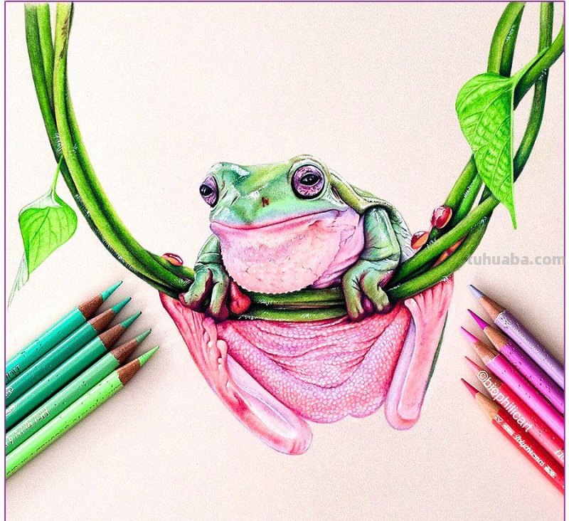 彩铅画参考作品|美丽的花鸟 彩铅画参考作品|美丽的花鸟