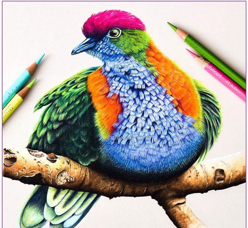 彩铅画参考作品|美丽的花鸟 彩铅画参考作品|美丽的花鸟