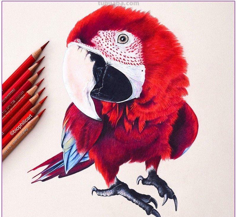 彩铅画参考作品|美丽的花鸟 彩铅画参考作品|美丽的花鸟