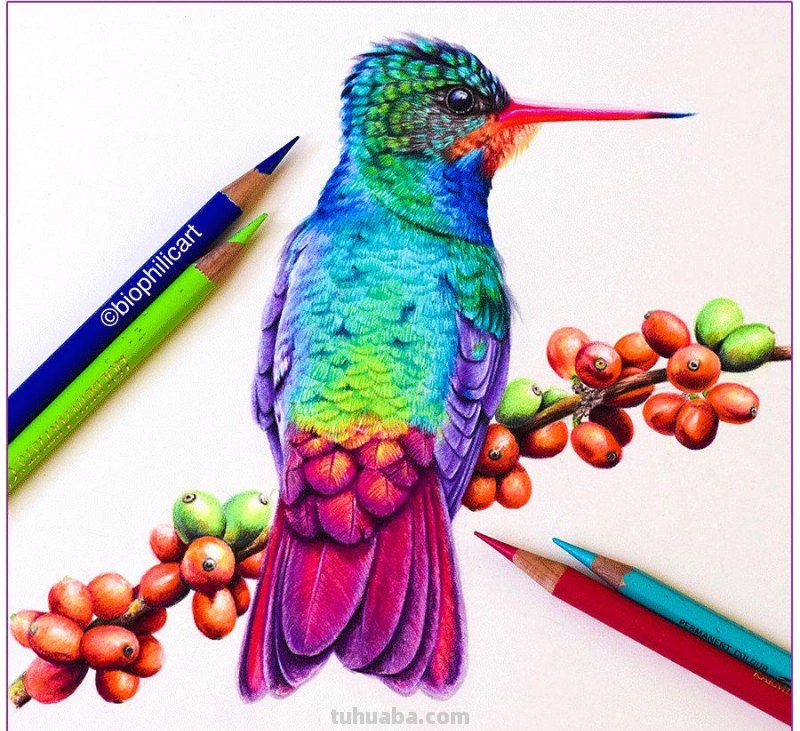 彩铅画参考作品|美丽的花鸟 彩铅画参考作品|美丽的花鸟