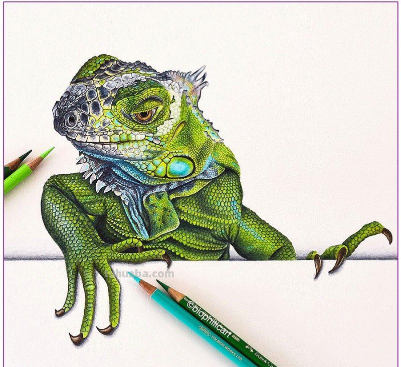 彩铅画参考作品|美丽的花鸟 彩铅画参考作品|美丽的花鸟