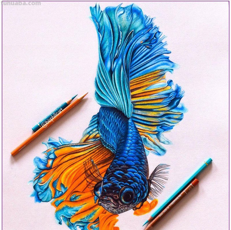 彩铅画参考作品|美丽的花鸟 彩铅画参考作品|美丽的花鸟