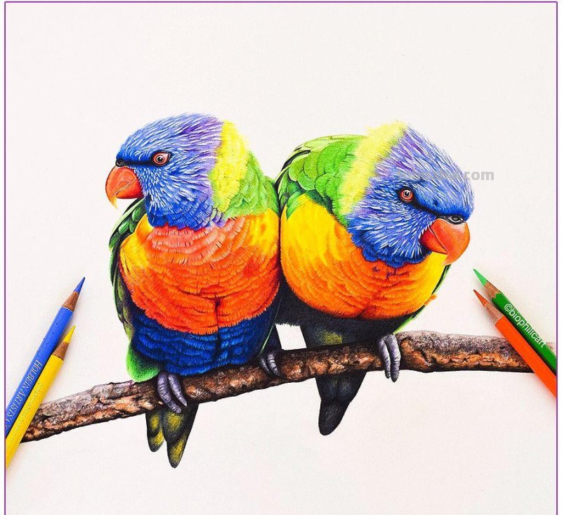 彩铅画参考作品|美丽的花鸟 彩铅画参考作品|美丽的花鸟