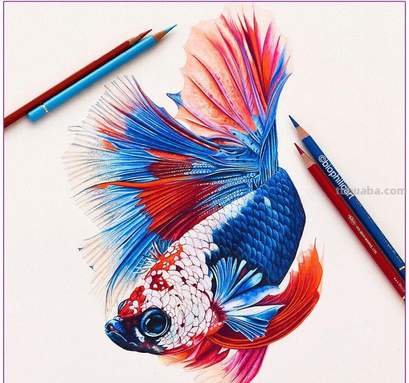 彩铅画参考作品|美丽的花鸟 彩铅画参考作品|美丽的花鸟