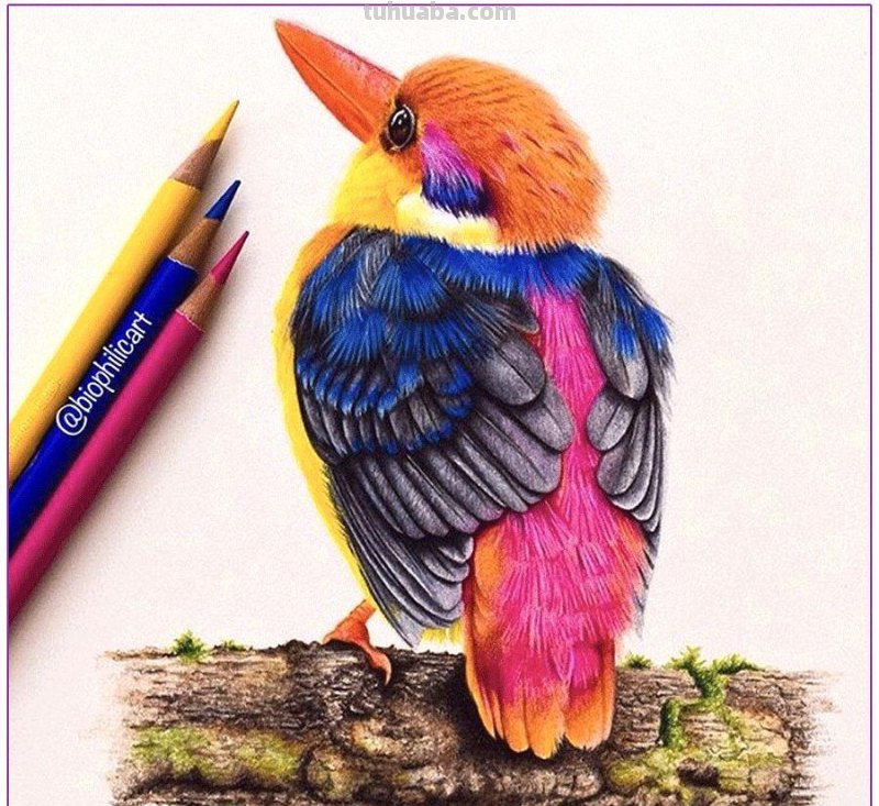 彩铅画参考作品|美丽的花鸟 彩铅画参考作品|美丽的花鸟