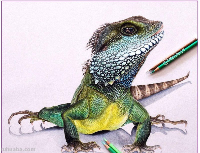 彩铅画参考作品|美丽的花鸟 彩铅画参考作品|美丽的花鸟