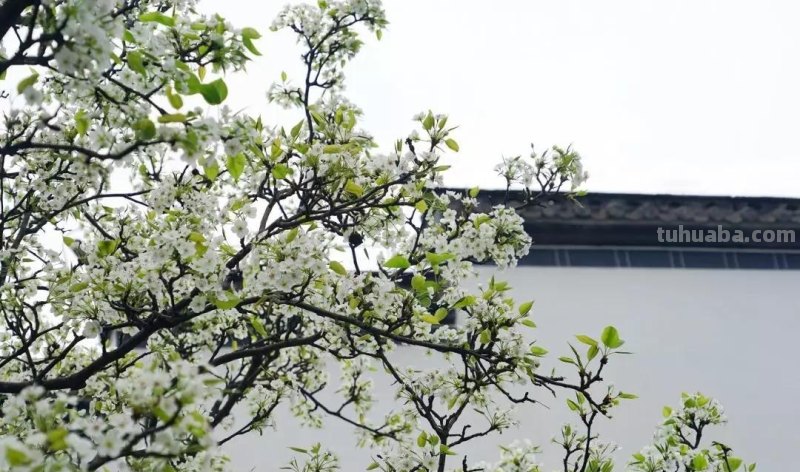 柳色春山映梨花夕鸟藏赏析 柳色春山映的意思