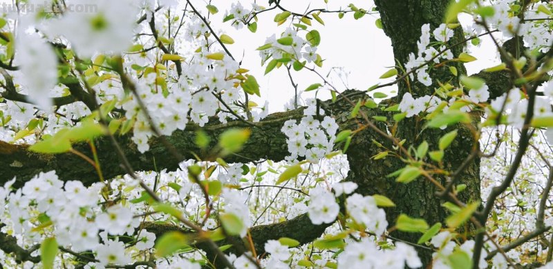柳色春山映梨花夕鸟藏赏析 柳色春山映的意思