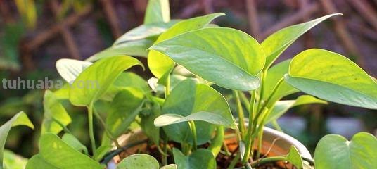 花叶绿萝的养殖方法