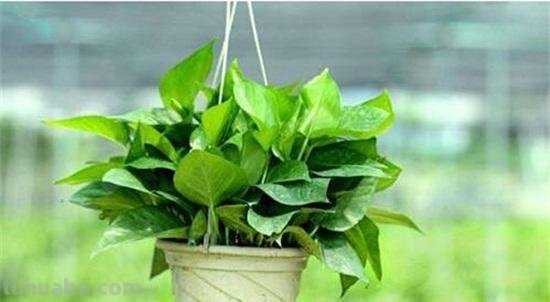 花叶绿萝的养殖方法