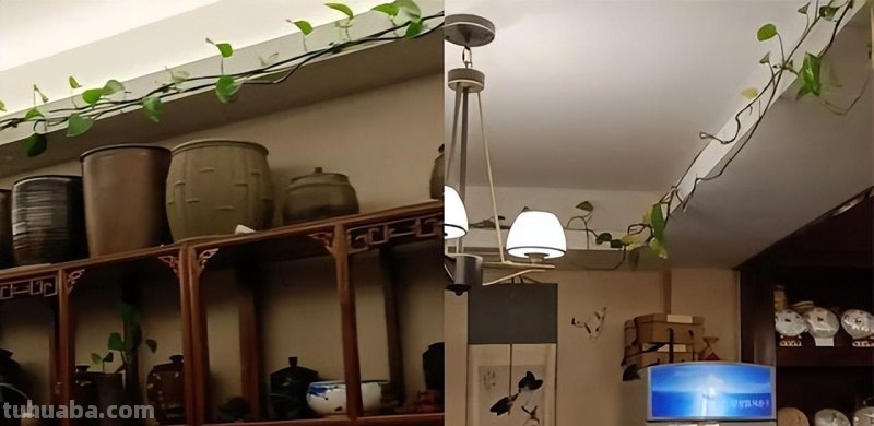 养了8年的绿萝，绕着屋顶长几圈，女子的养殖方法太特别