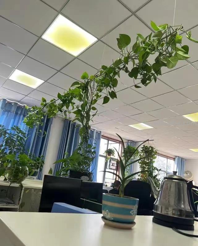 养了8年的绿萝，绕着屋顶长几圈，女子的养殖方法太特别