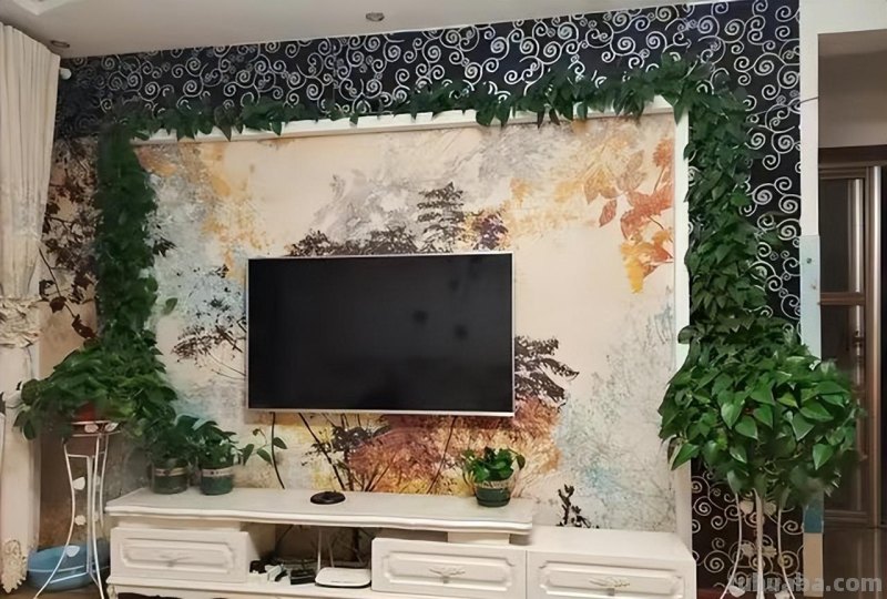 养了8年的绿萝，绕着屋顶长几圈，女子的养殖方法太特别