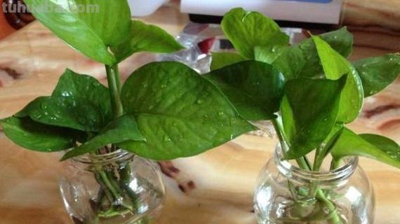 按照3个方法来养水培绿萝，茎杆粗壮，叶片翠绿油亮有光泽
