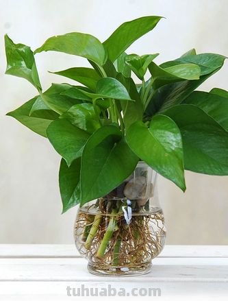 按照3个方法来养水培绿萝，茎杆粗壮，叶片翠绿油亮有光泽