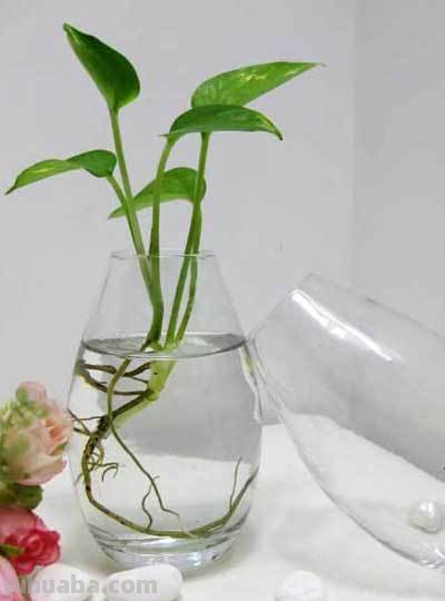 按照3个方法来养水培绿萝，茎杆粗壮，叶片翠绿油亮有光泽