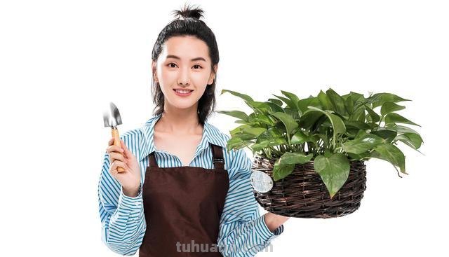 按照3个方法来养水培绿萝，茎杆粗壮，叶片翠绿油亮有光泽