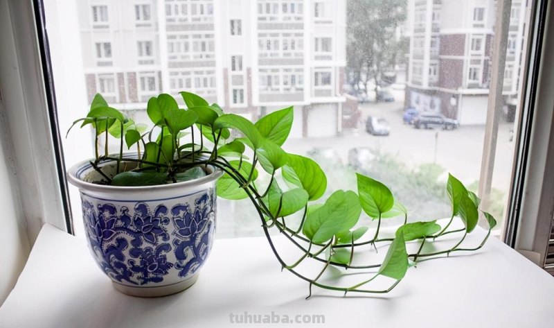 按照3个方法来养水培绿萝，茎杆粗壮，叶片翠绿油亮有光泽