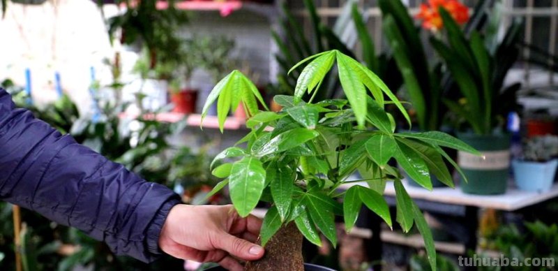 不会养发财树?偷偷告诉你几个小技巧,轻松养出枝繁叶茂的发财树