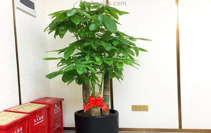 不会养发财树？偷偷告诉你几个小技巧，轻松养出枝繁叶茂的发财树