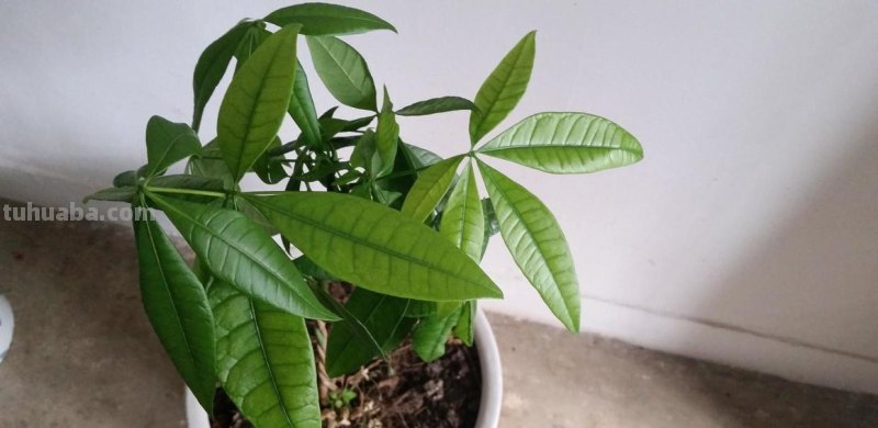 不会养发财树？偷偷告诉你几个小技巧，轻松养出枝繁叶茂的发财树
