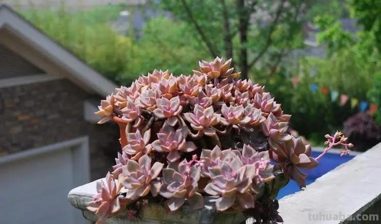 容易爆盆的6种多肉，浪漫十足皮实好养，一年到头状态美美哒