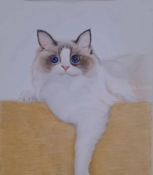 彩铅布偶猫咪怎么画 彩色铅笔画可爱的小猫咪的教程详细步骤？