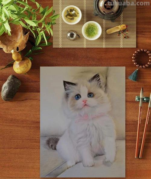 彩铅布偶猫咪怎么画 彩色铅笔画可爱的小猫咪的教程详细步骤?
