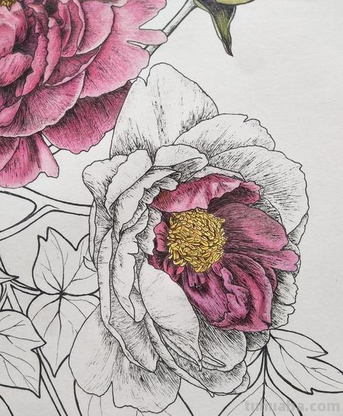 彩铅画用什么勾线 画彩铅到底用什么勾线比较好纠结这个很久了TAT？