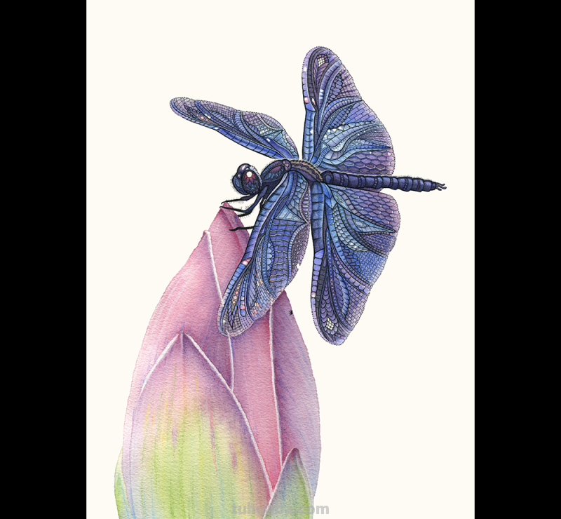 繁复美丽的几何图案，与水彩动物插画结合，神秘又精致的插画作品