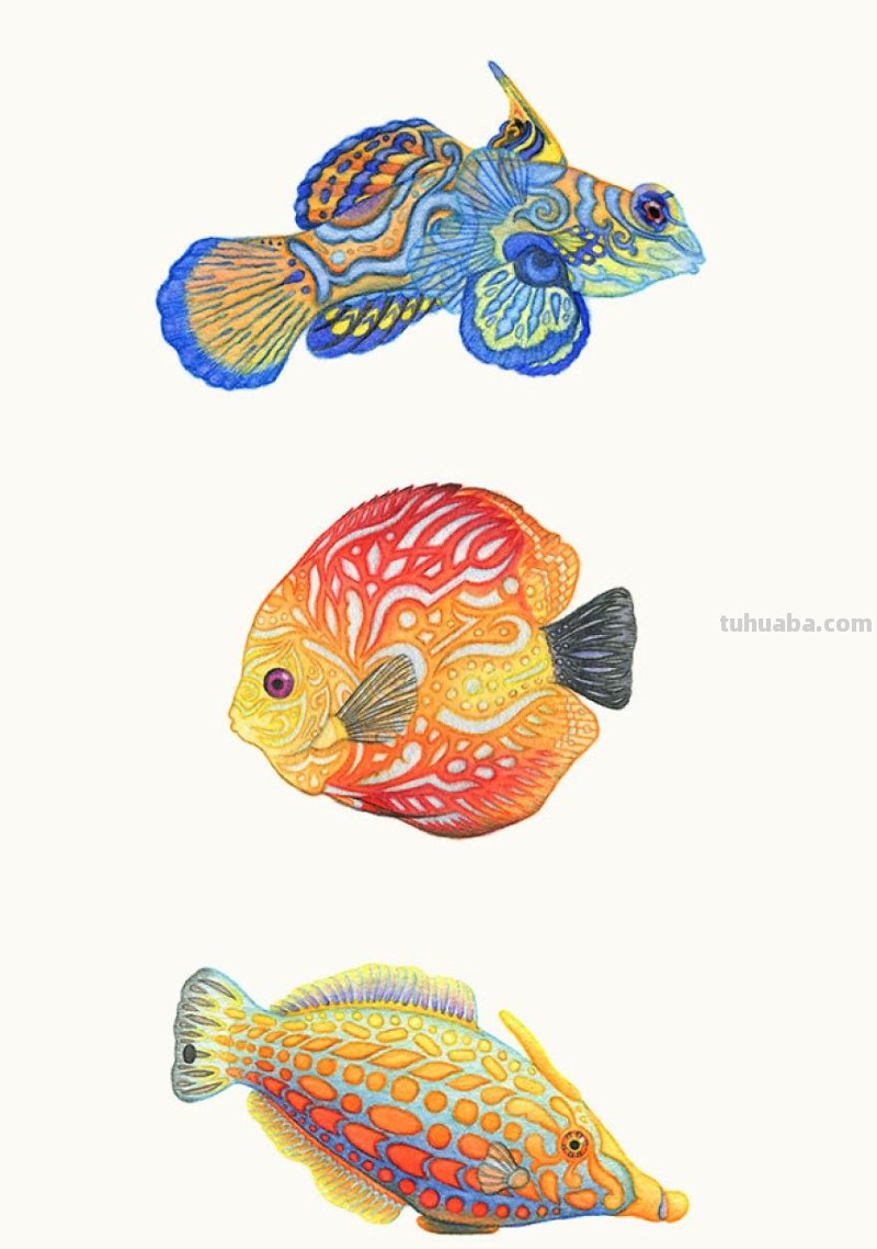 繁复美丽的几何图案，与水彩动物插画结合，神秘又精致的插画作品