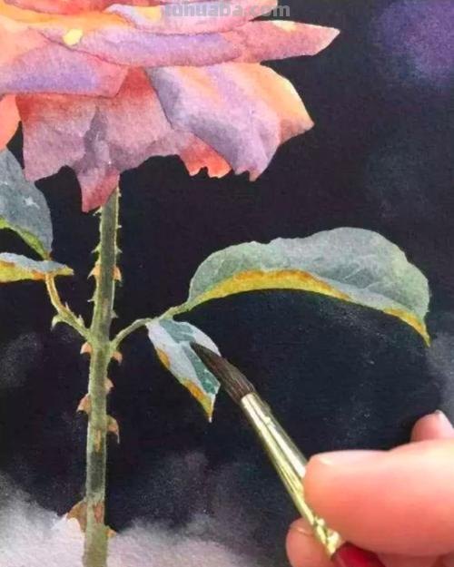 黄有维老师画的水彩动物,你见过吗?真的萌到了我的心里!