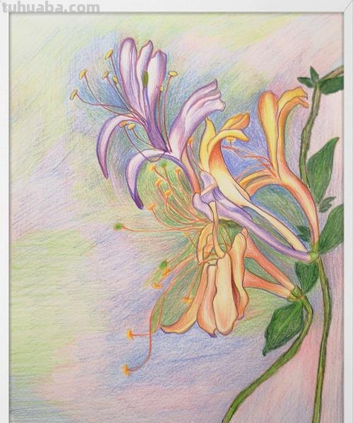 彩铅怎么画才好看 彩铅如何画出高级的感觉？